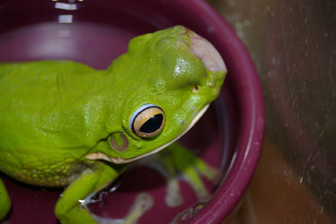 A white-lipped green tree frog witha  tumour growing on half its face stands in a red disha red dish 