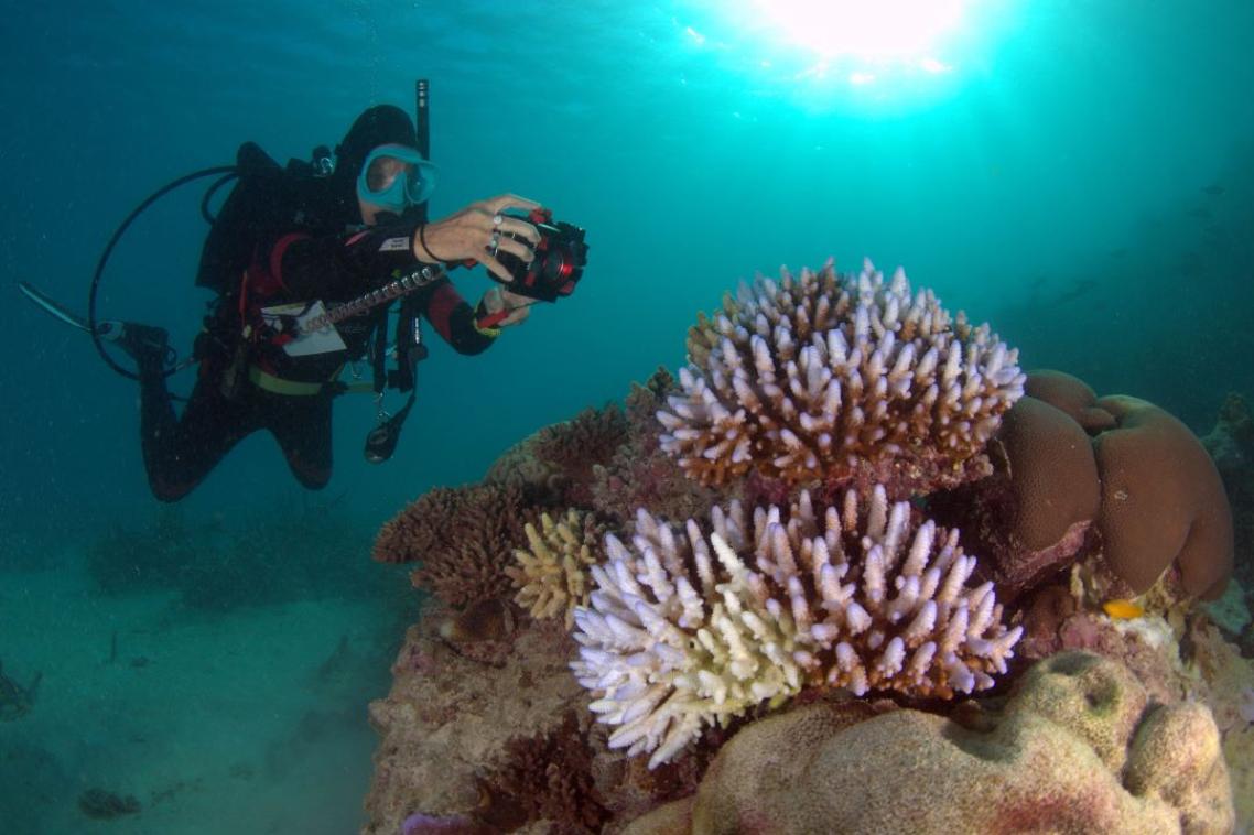 a scuba diver taking a photo of bleached coral underwater