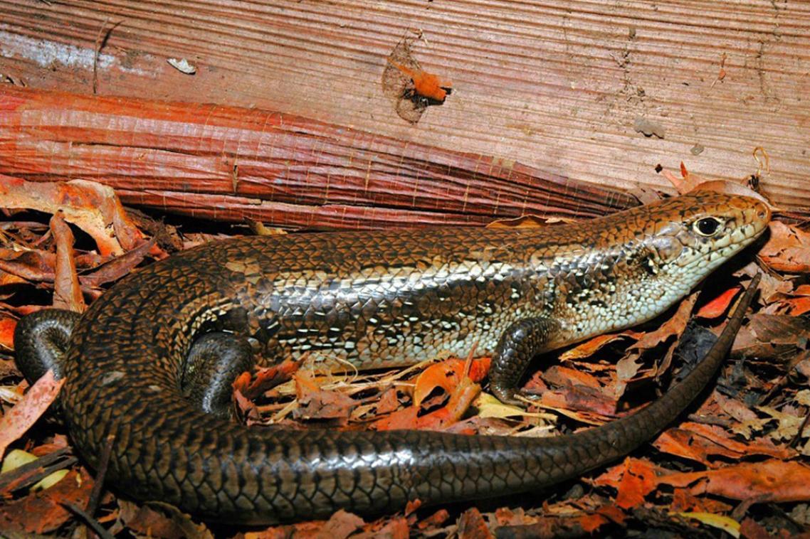 a small lizard among dry red leaves