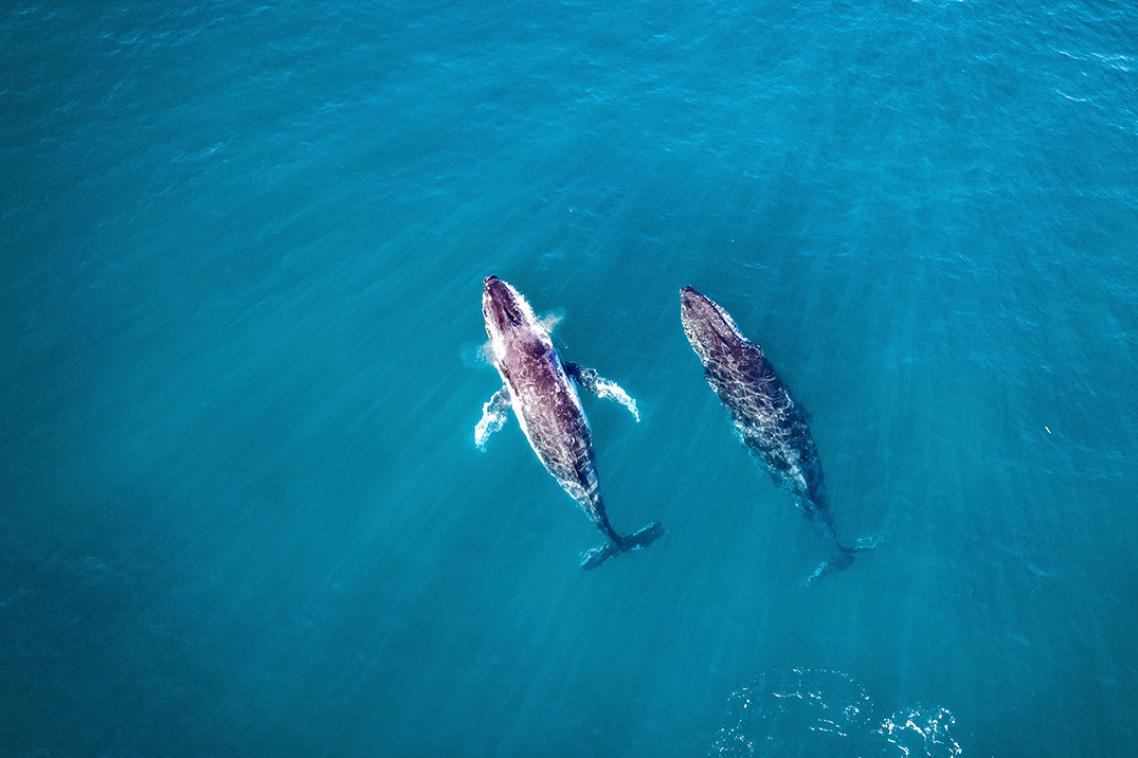aerial view of two whales swimming in blue sea