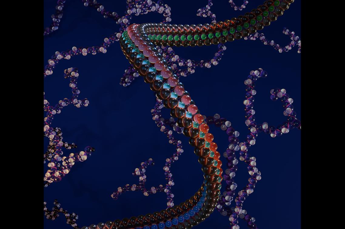 A showcase of digital PolyNIPAM and polyethyleneimine models