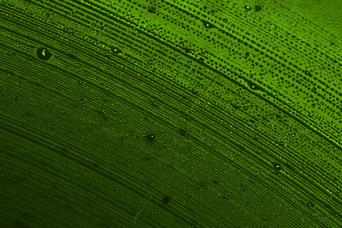 A fluorescein isothiocyanate lipids vacuum-dried down to form a multilayer and imaged on a 10x fluorescence microscope.