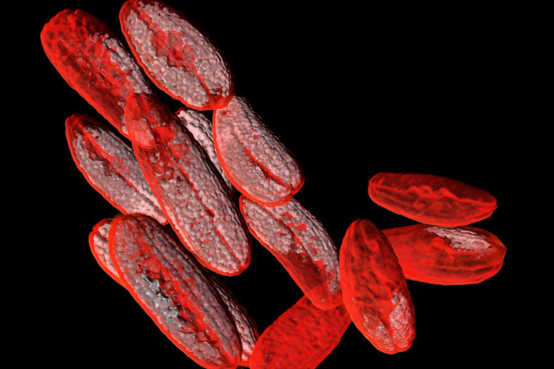 A 3D scan of finger limes.