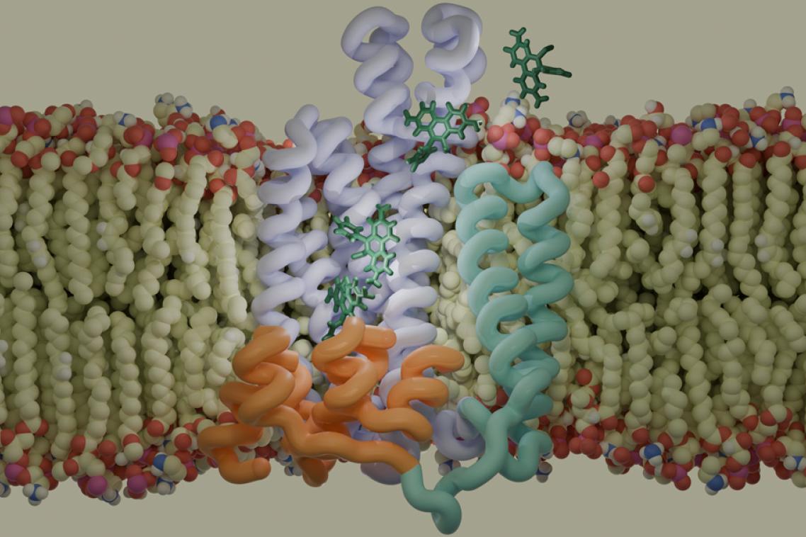 Here a molecular dynamics simulator has been used to represent a QacA multidrug efflux pump transporting Ethidium bromide across the cell membrane in Methicillin-resistant Staphylococcus aureus.