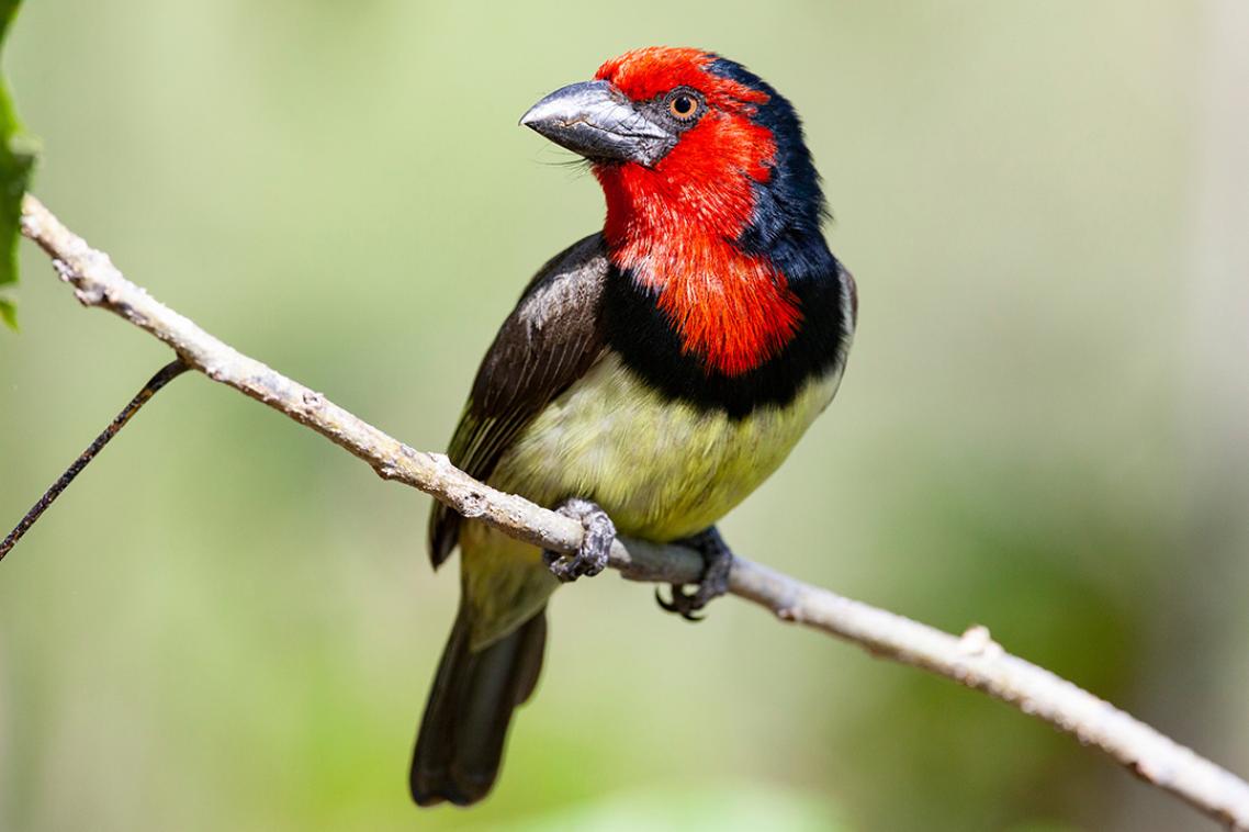 A small red, green and blue spattered bird sitting on a branch