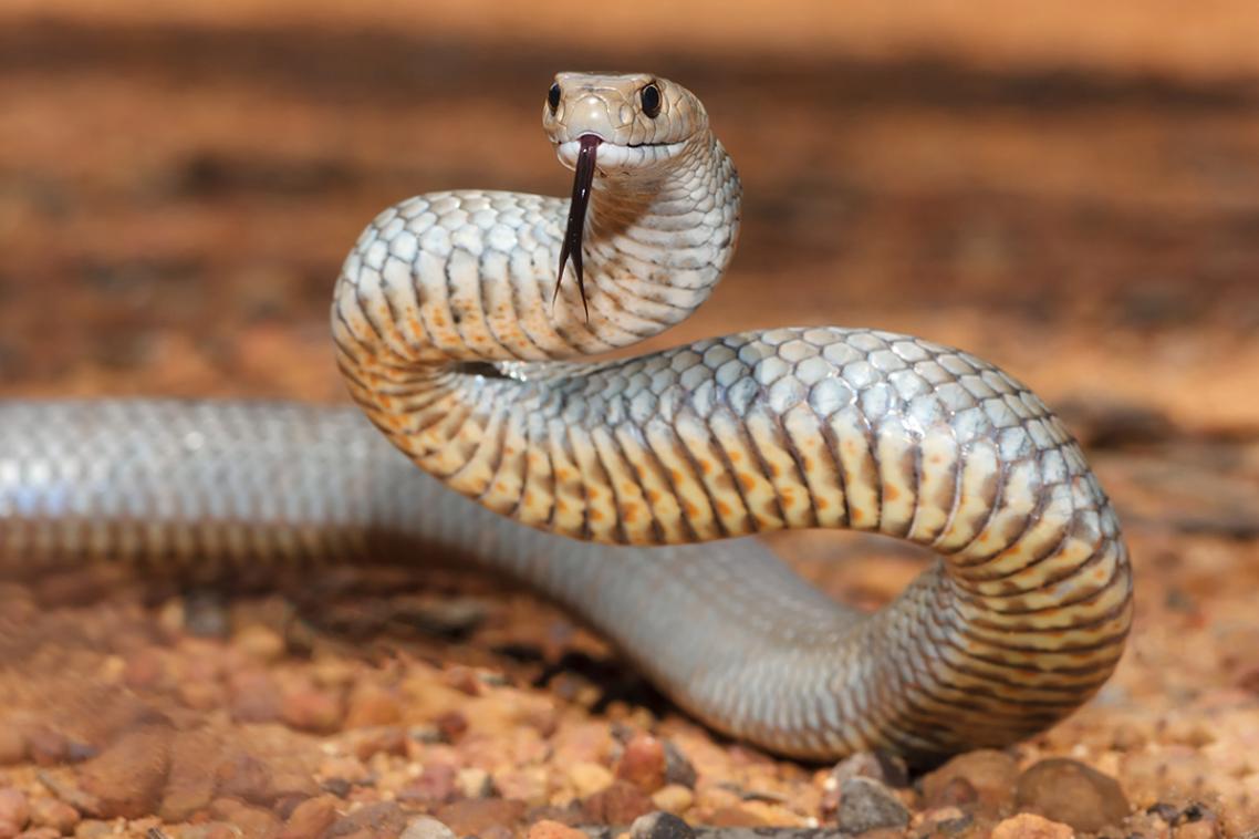 a grey/brown snake rears its head