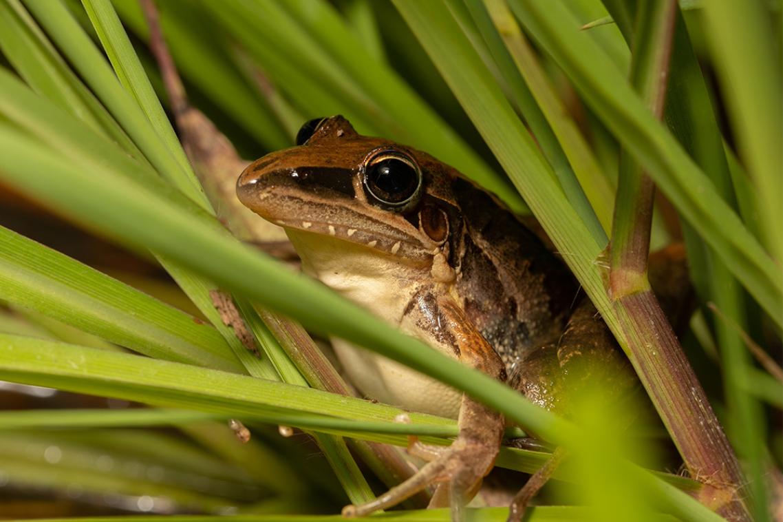 a brown frog in green grass 