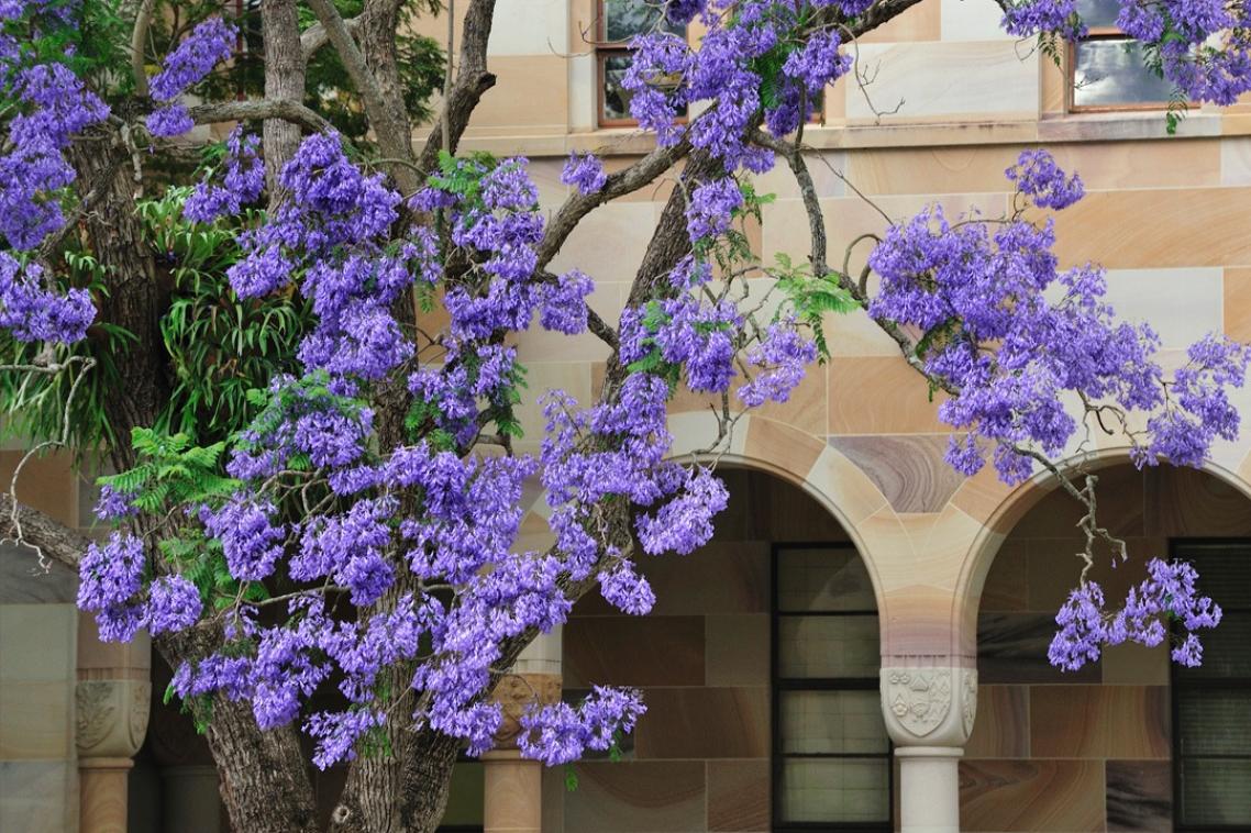 A Jacaranda blooms in front of the sandstone arches around the Great Court