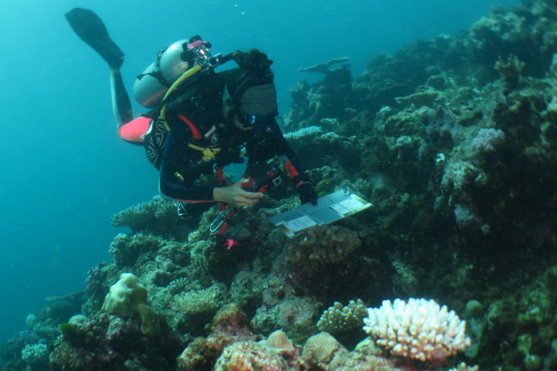 A scientist scuba-diving on the Great Barrier Reef with a camera and clipboard.