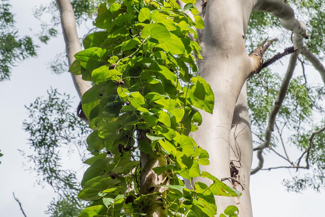 Green leafy vines climbing up a grey-brown tree.