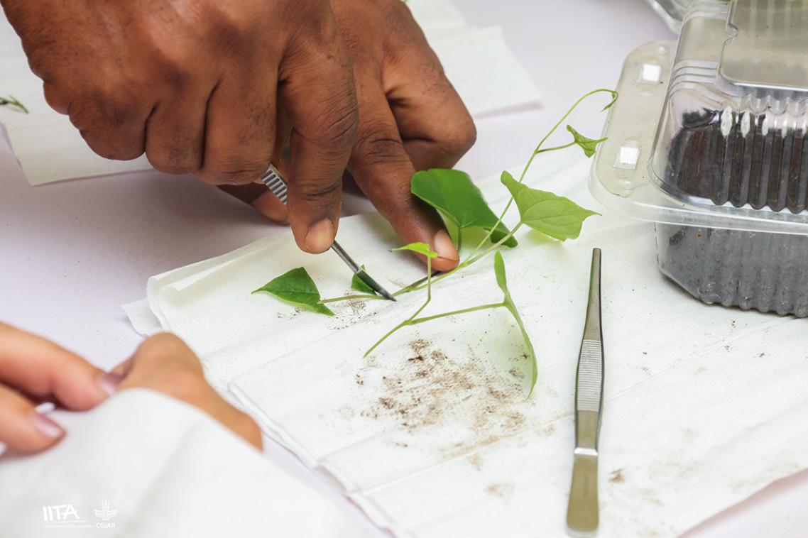 A close up of a hand cutting a small green vine. 