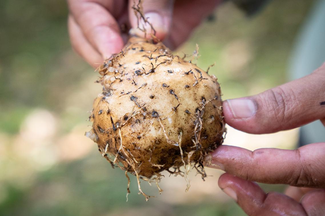 A cream bulb shaped yam being held.