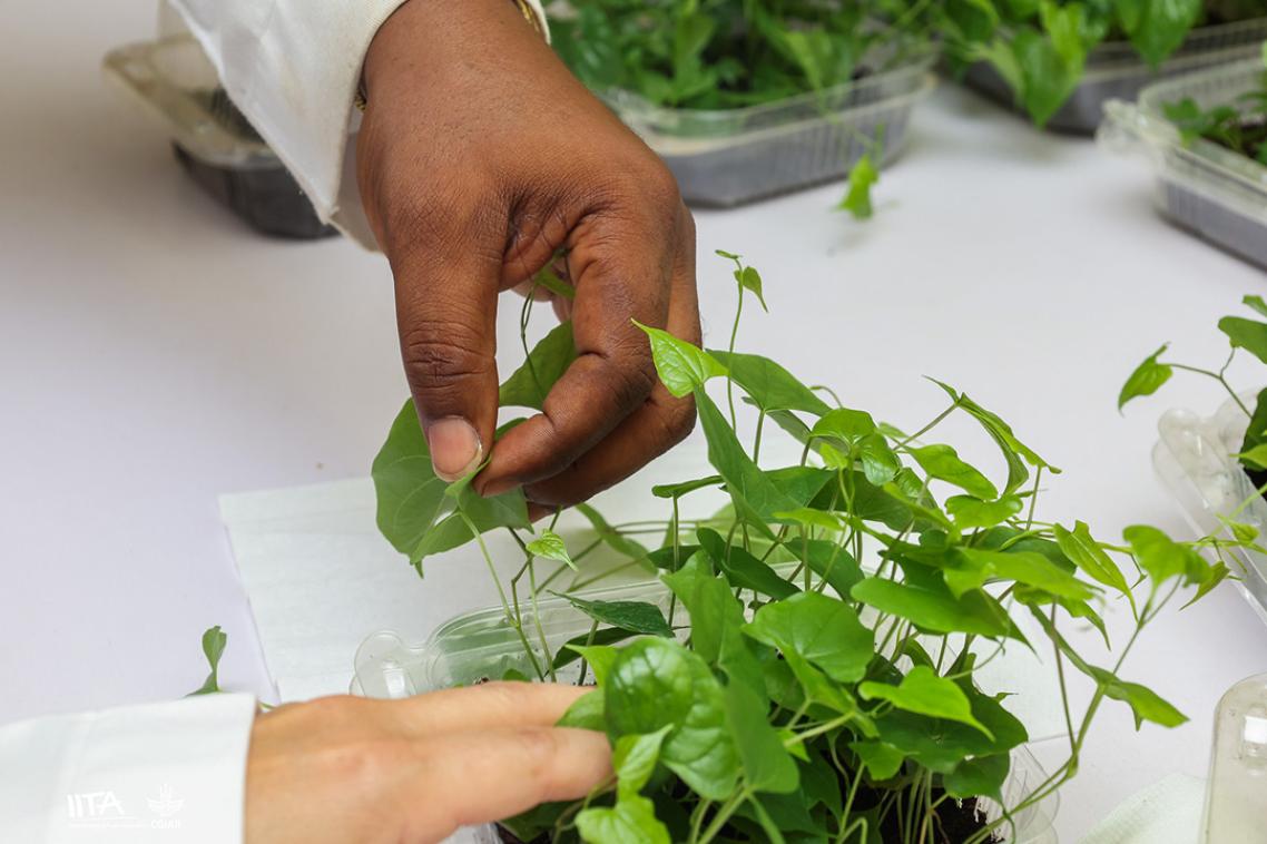 A close up of hands holding green leafy seedlings. 