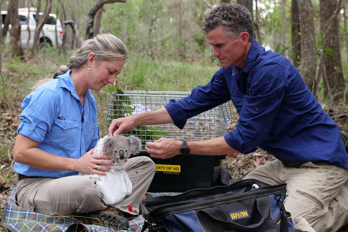 A woman sitting on the ground with a koala on her lap and a man putting on its collar