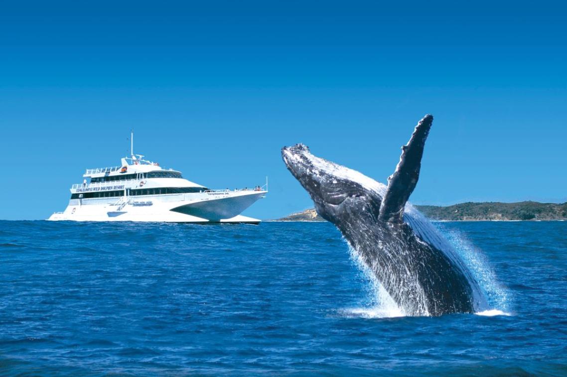 Whale jumping out of water in front of a whale watching boat