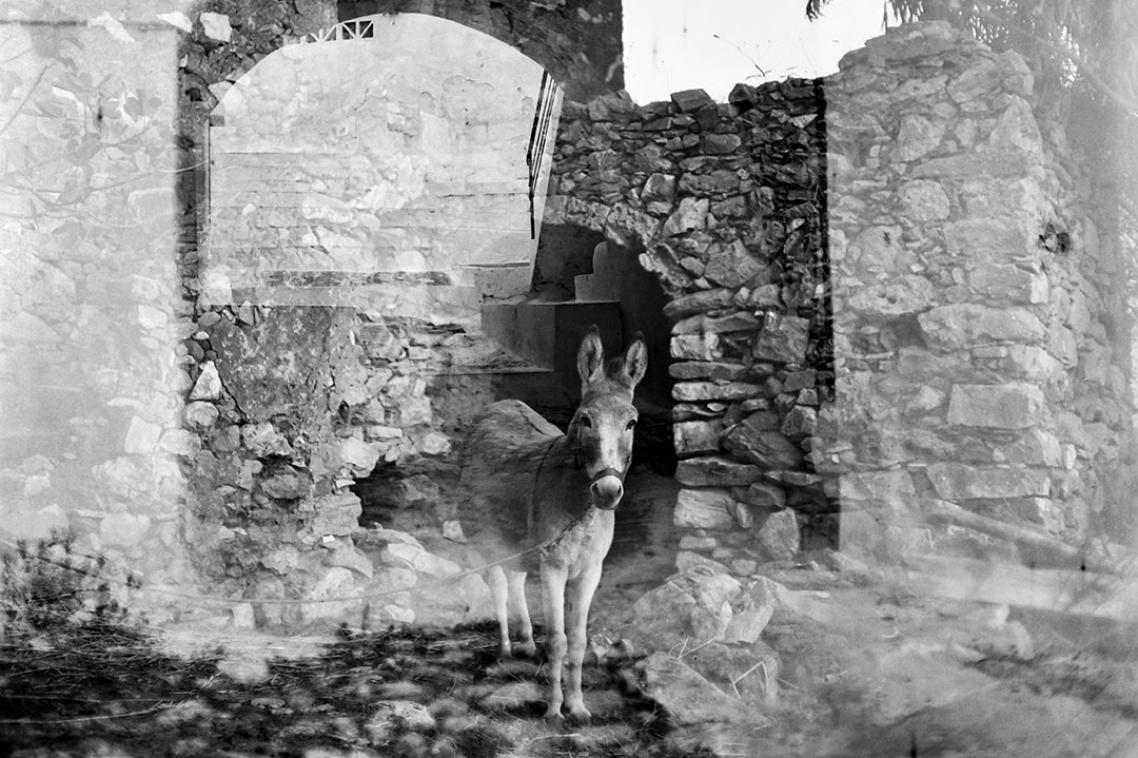 A donkey in a grassy field, surrounded by ruins