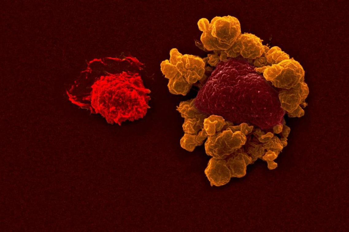 Magnified cells coloured orange and red