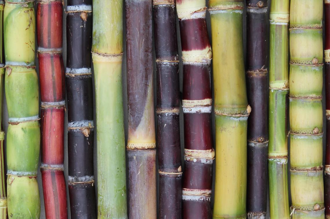 a close up view of sticks of sugarcane of different shades of green and brown
