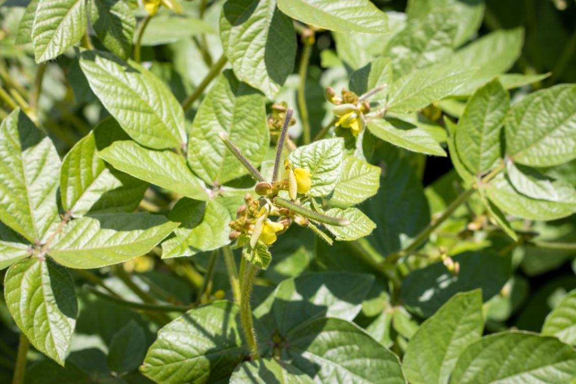green leaves and small yellow flowers