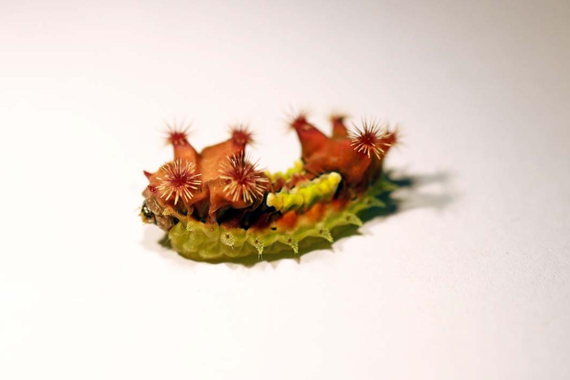 Close-up of the venomous caterpillar commonly known as the Mottled Cup Moth