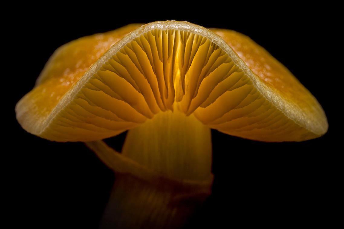 A Psilocybe cubensis, also known as a golden top. Image: Paul Vallier