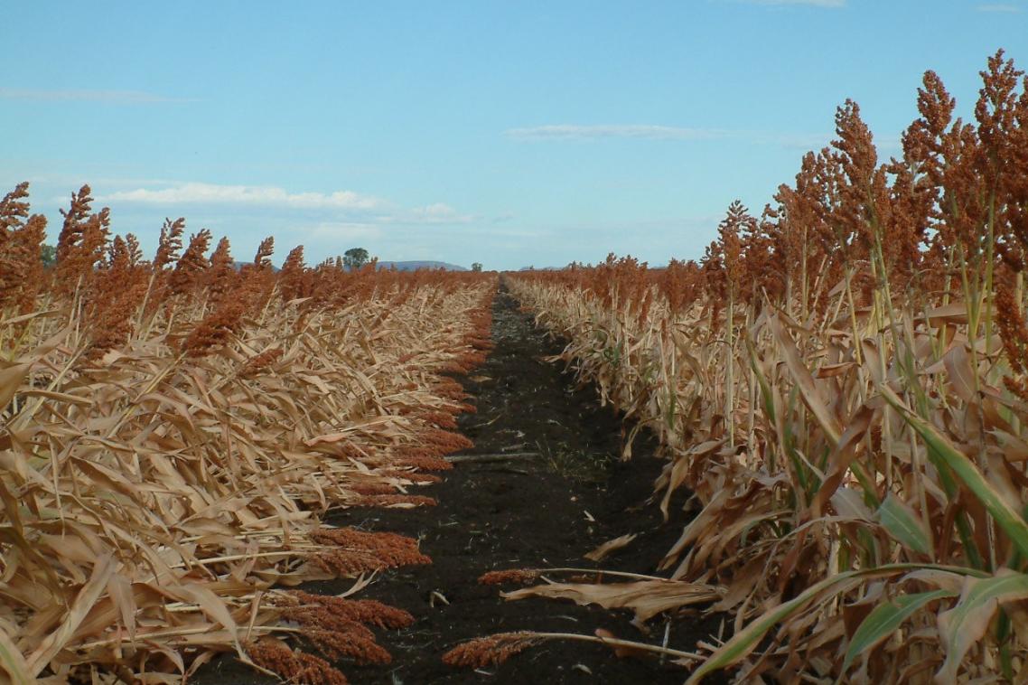 Sorghum crop lodging, with stalks fallen over onto the ground