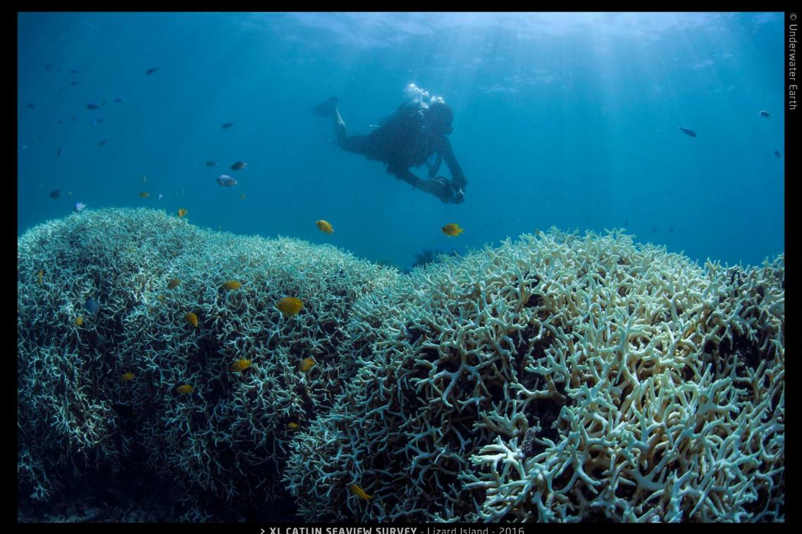 Bleaching on Lizard Island 2016. Photo: XL Catlin Seaview Survey.