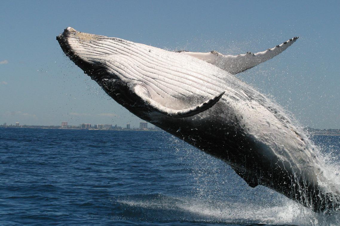 Humpback whale filmed off Peregian Beach on Queensland’s Sunshine Coast, the primary field site for UQ’s Cetacean Ecology and Acoustics Laboratory (CEAL). Credit: CEAL.