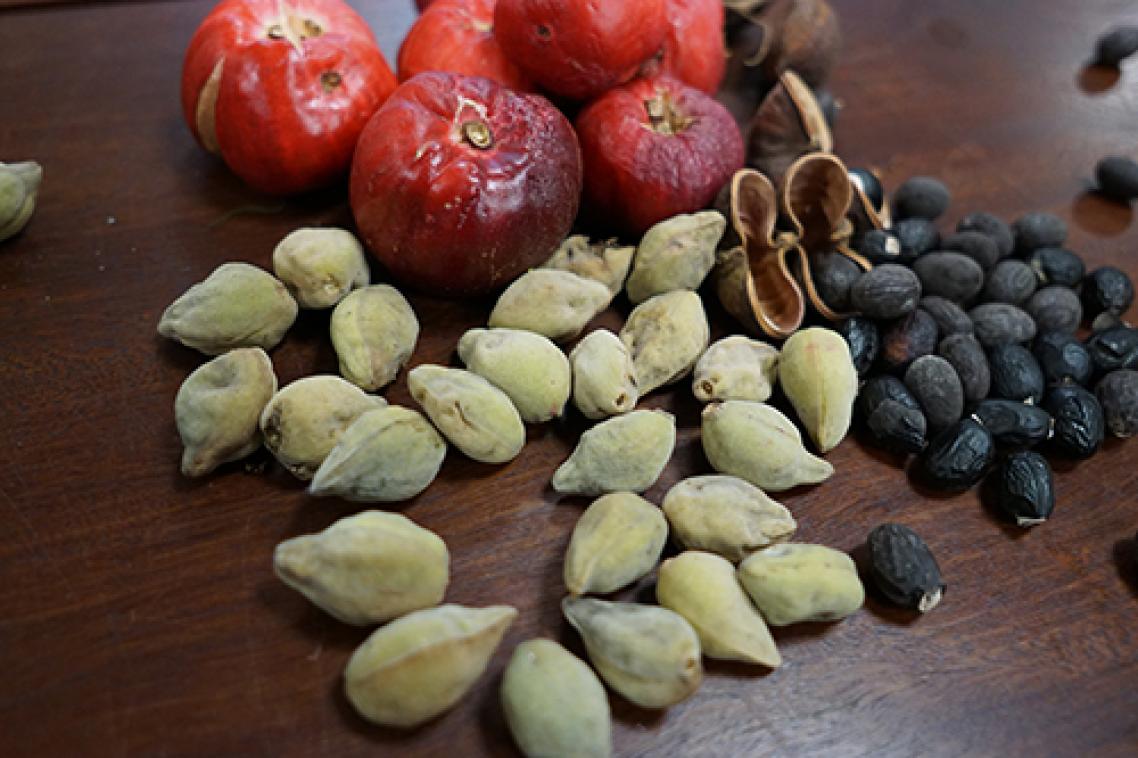 Three types of native bush foods arranged together on wooden backdrop