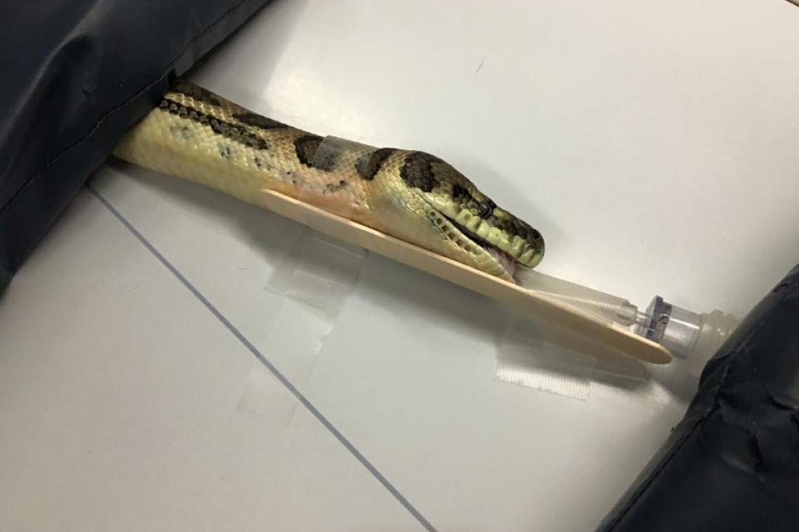 Proserpine Carpet Snake on the assessment table.