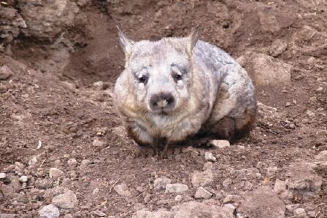 Southern hairy-nosed wombat.