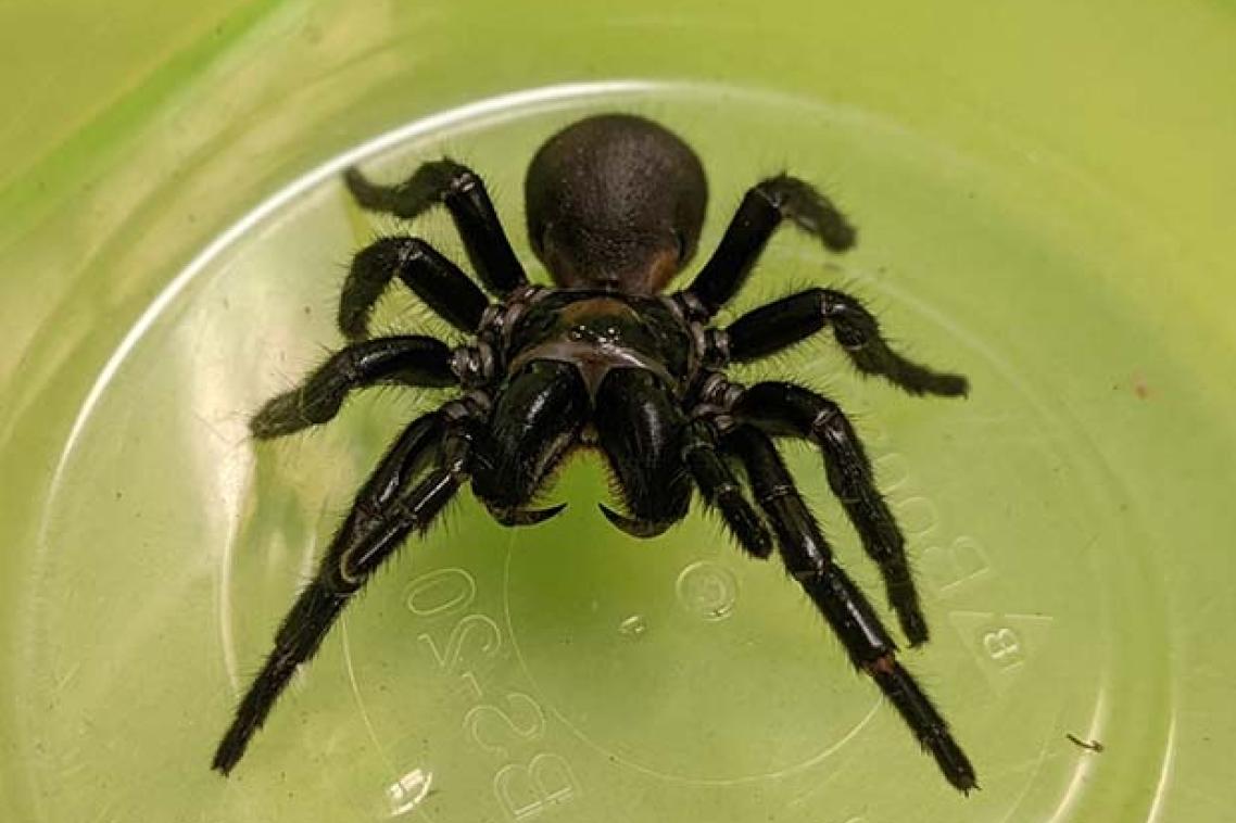 K'gari funnel web spider