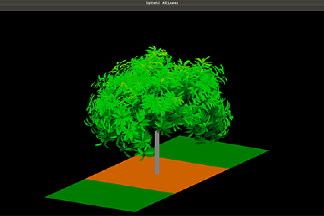 Digital image of mango tree by Dr Liqi Han
