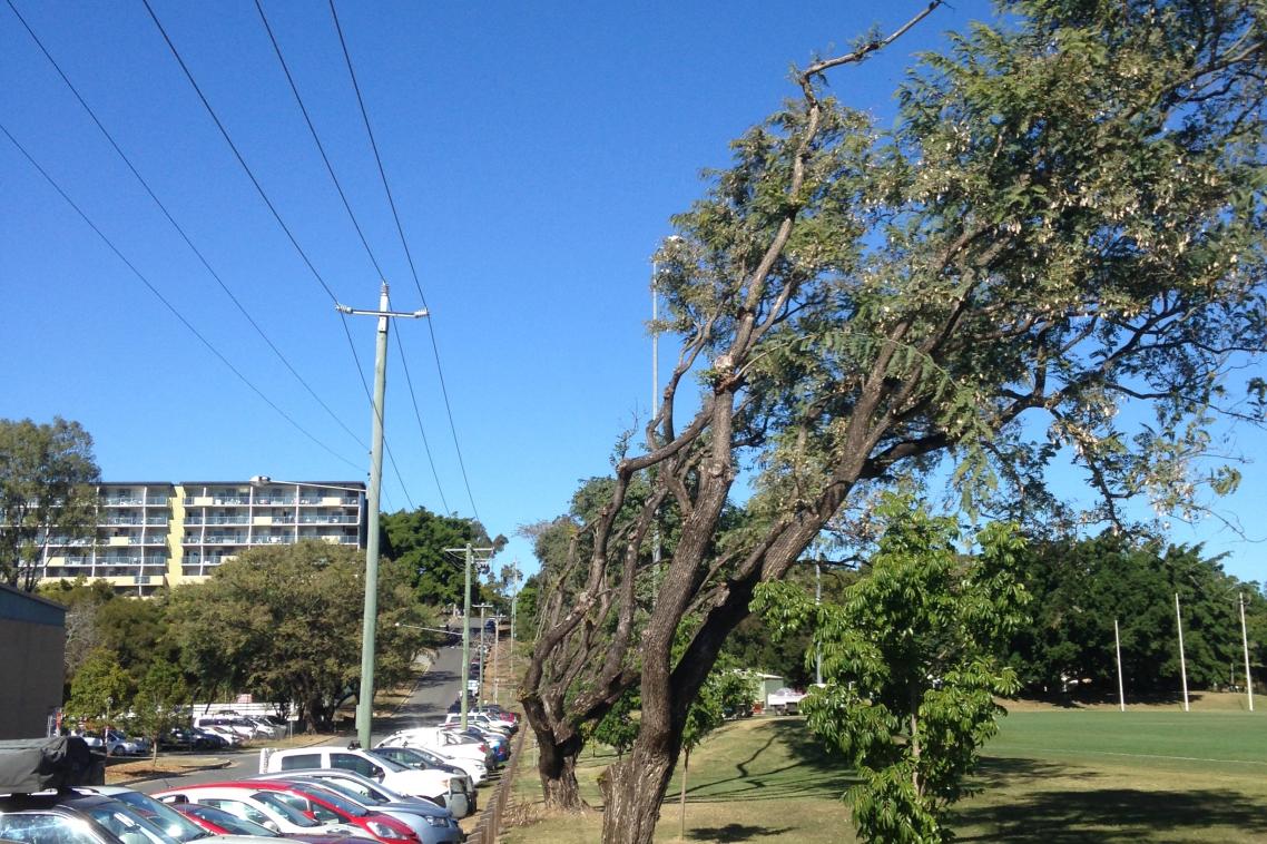 Rosewood trees on the corner of Walcott Steet and Sir Fred Schonell Drive.