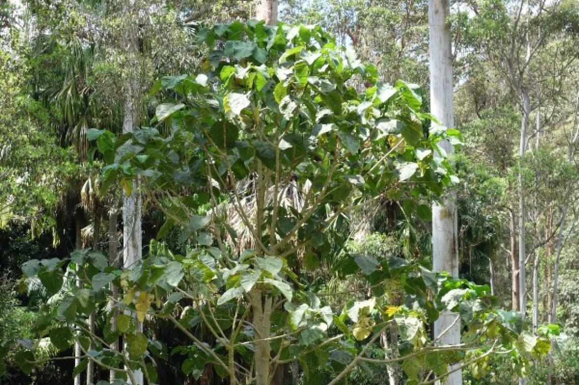 Gympie tides trees in a forest.