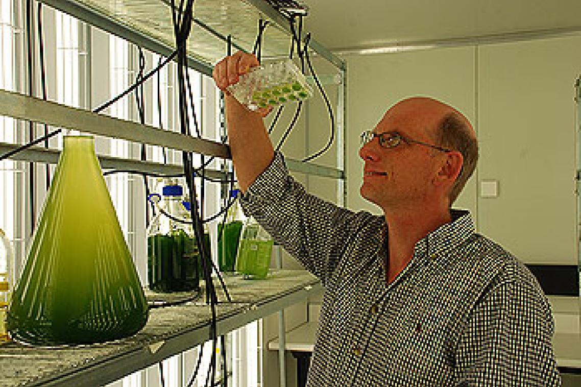 Associate Professor Peer Schenk inspects new algae strains