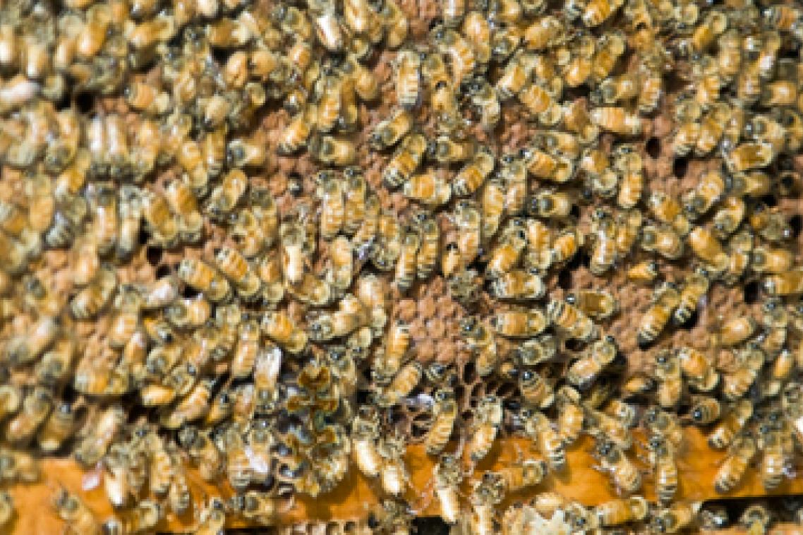 Honey bees have taught researchers how to guide planes through complex manoeuvres