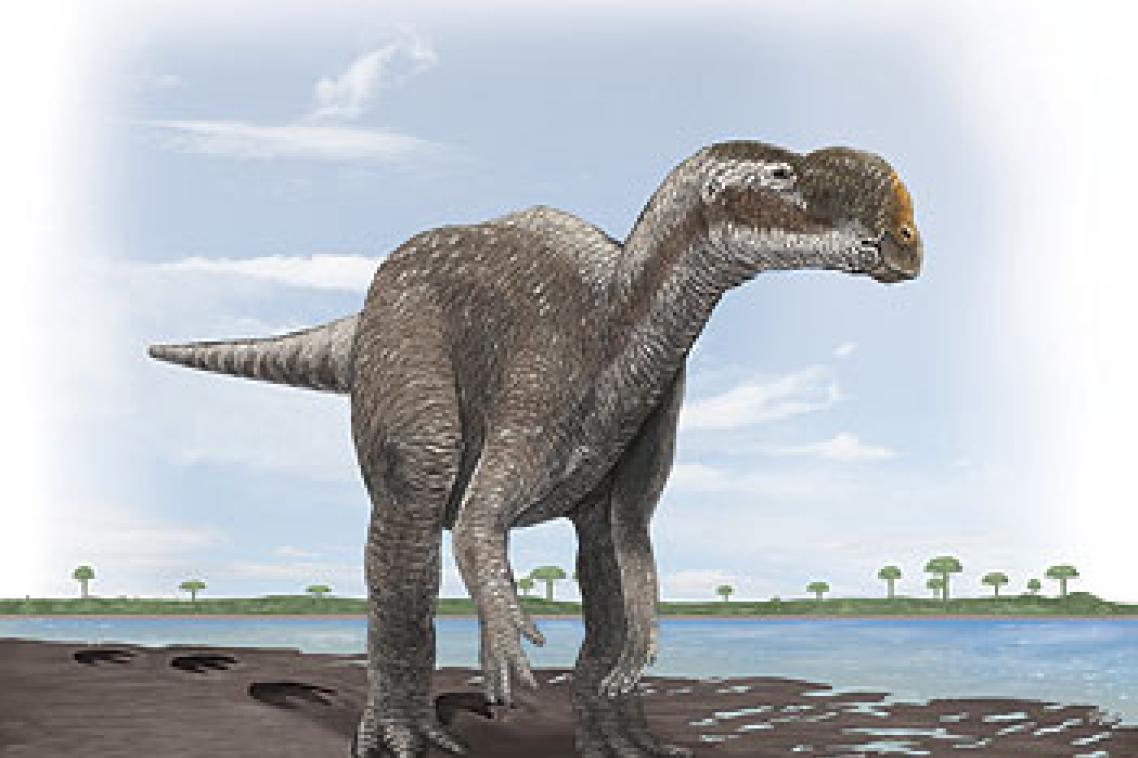 Hypothesised reconstruction of the large Lark Quarry track-maker. Illustration by Anthony Romilio, The University of Queensland.