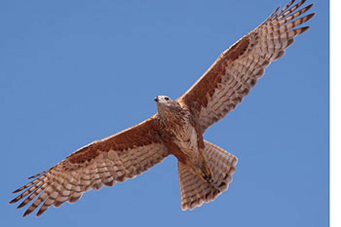 The SCB hopes to save species like the Red Goshawk. Photo courtesy of James Watson.