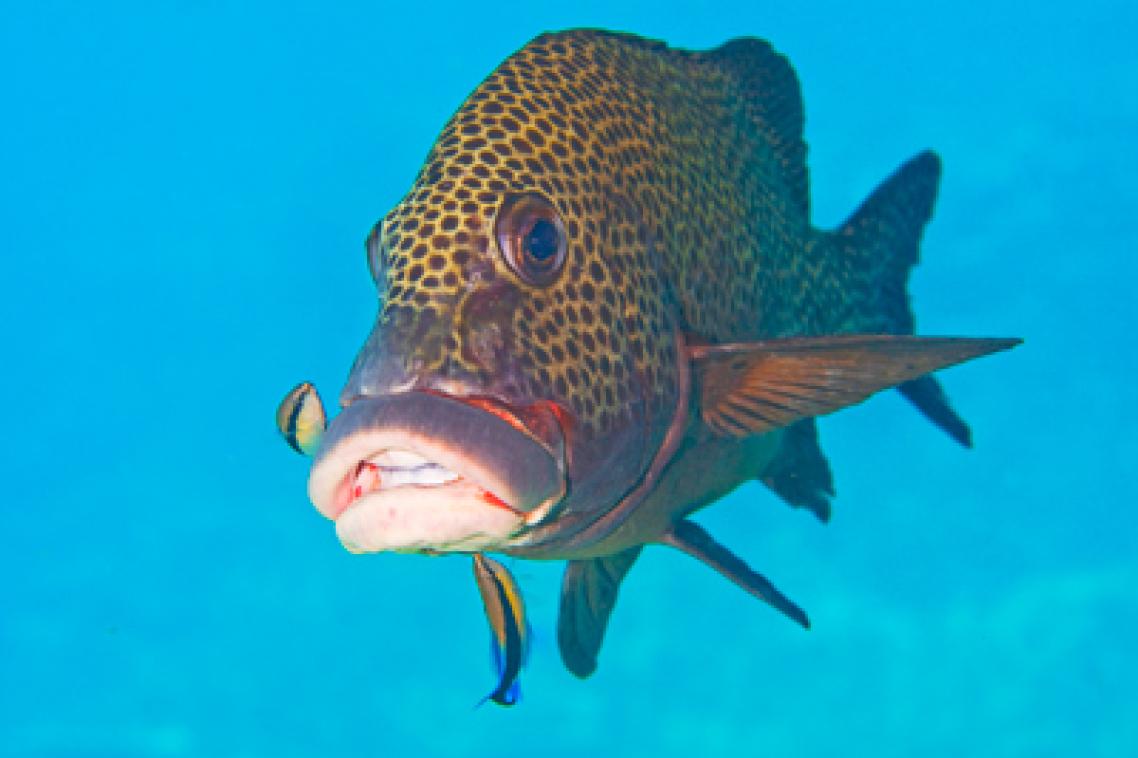 The cleaner fish