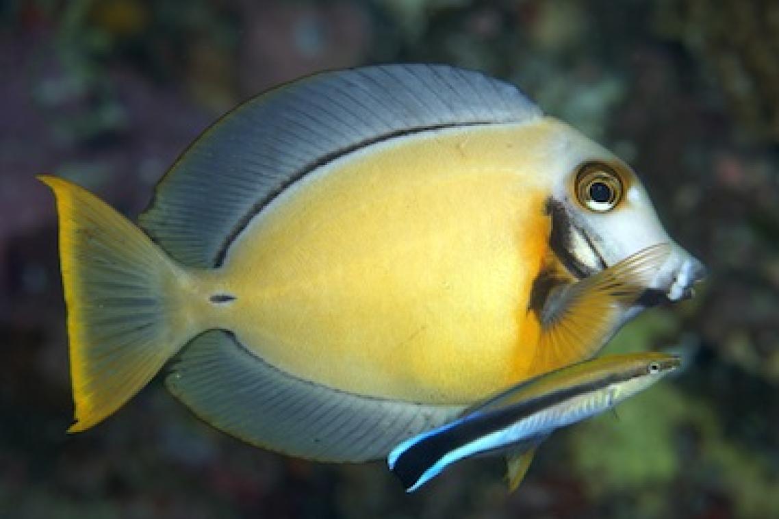 Maintaining a clean reputation: Reputation rules the Surgeon fish and cleaner fish relationship. Photo Copyright belongs to Richard Smith - www.OceanRealmImages.com