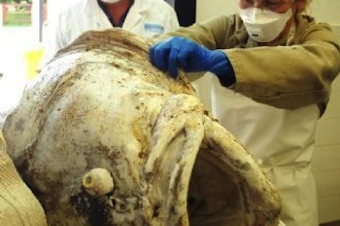 Groper death mystery: UQ researchers are conducting autopsies on a gropers that are found washed up along Queensland's coastline.