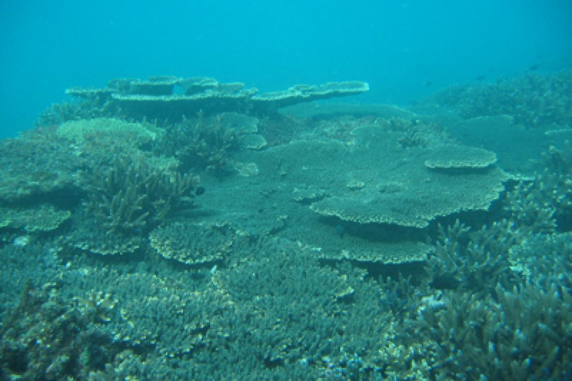 Reefs are naturally highly diverse and resilient