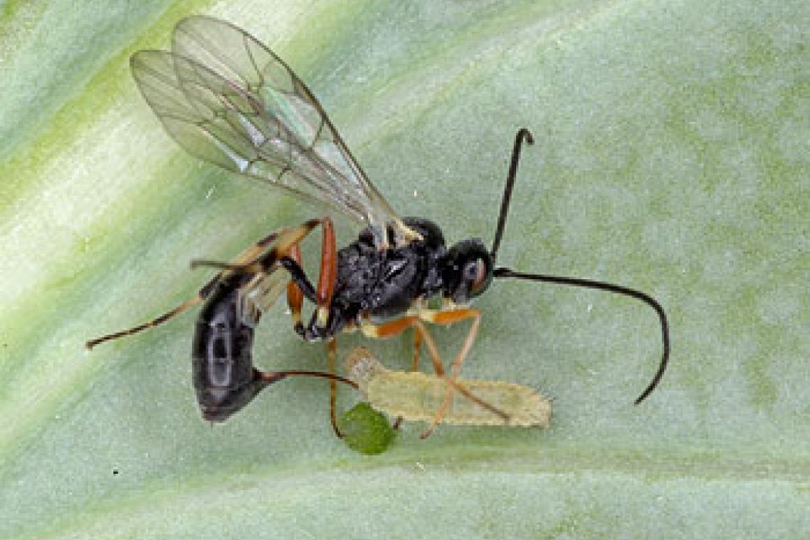 A parasitic wasp attacks the larva of a diamondback moth
