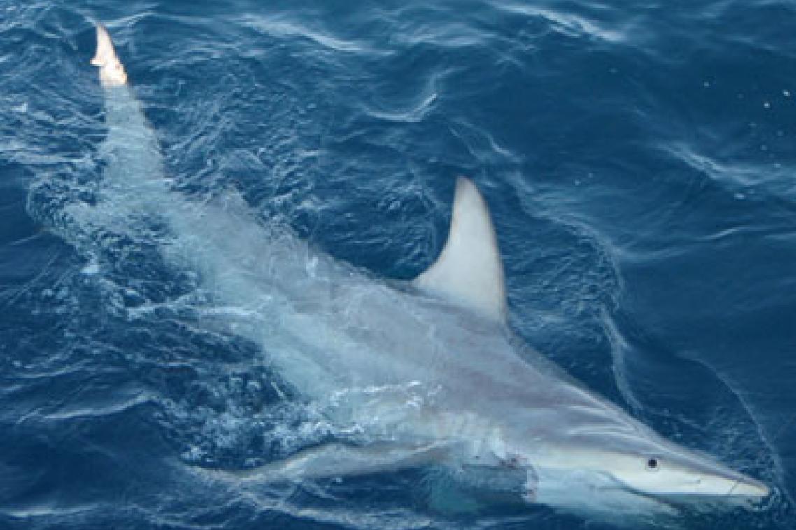 Hybrid black tip shark containing both Common and Australian black tip DNA.