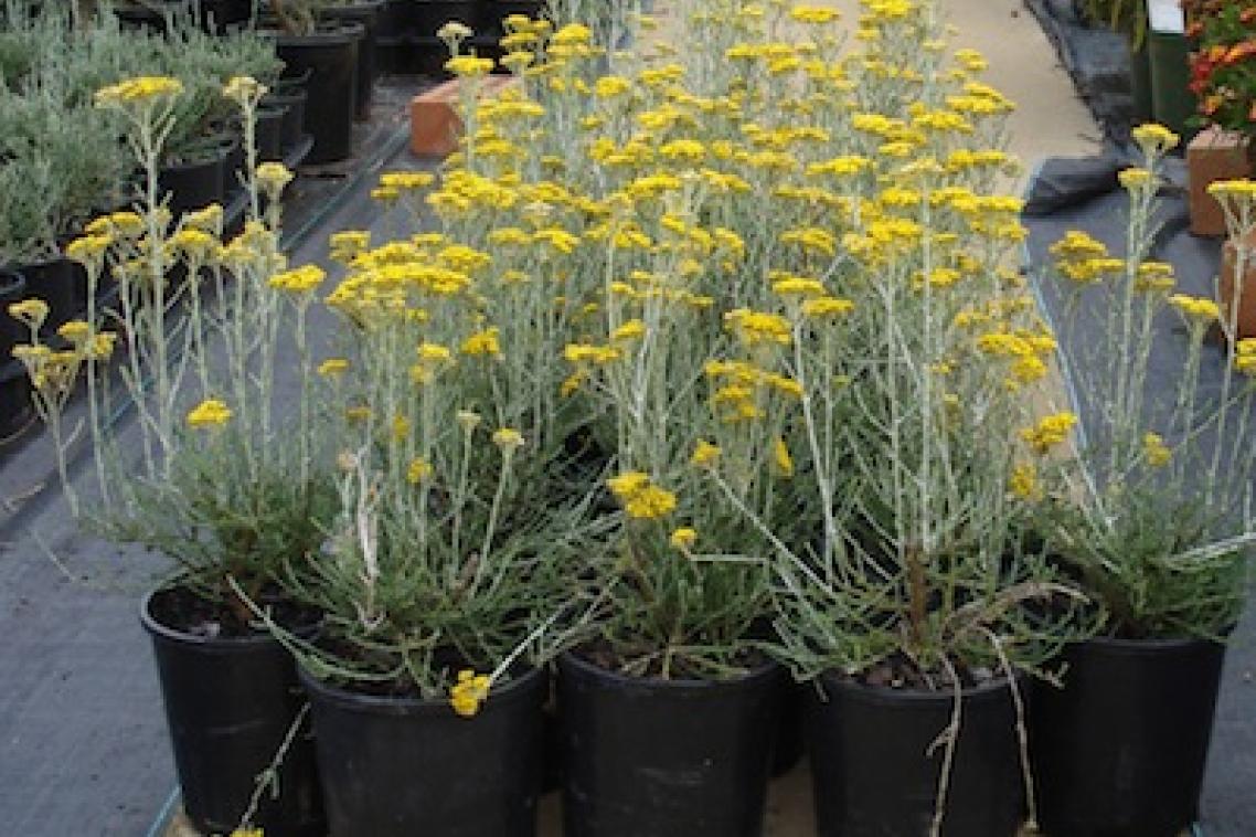 The Gold Dust rice flower was launched to highlight not only the hardiness of the Australian spirit on Australia Day this year, but also that Australian native plants can be used to bring colour to gardens in all seasons.