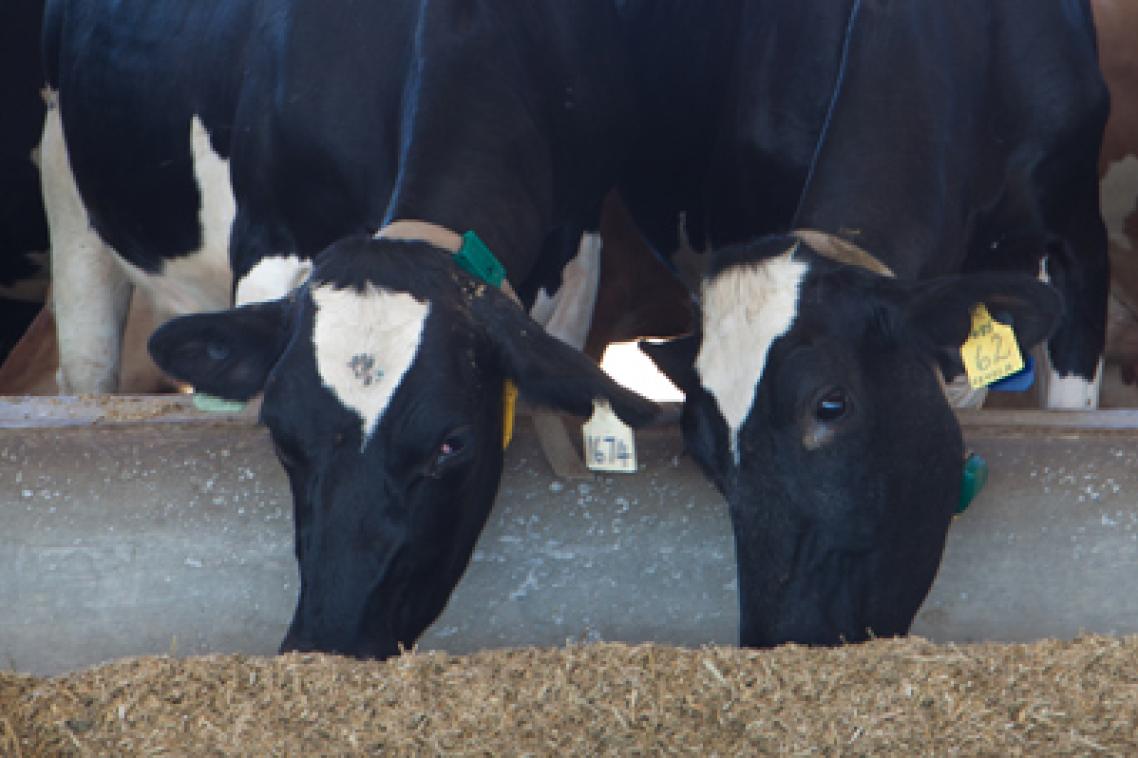 The new Gatton Research Dairy is the only facility of its kind in Australia, focused on a sub-tropical feed base