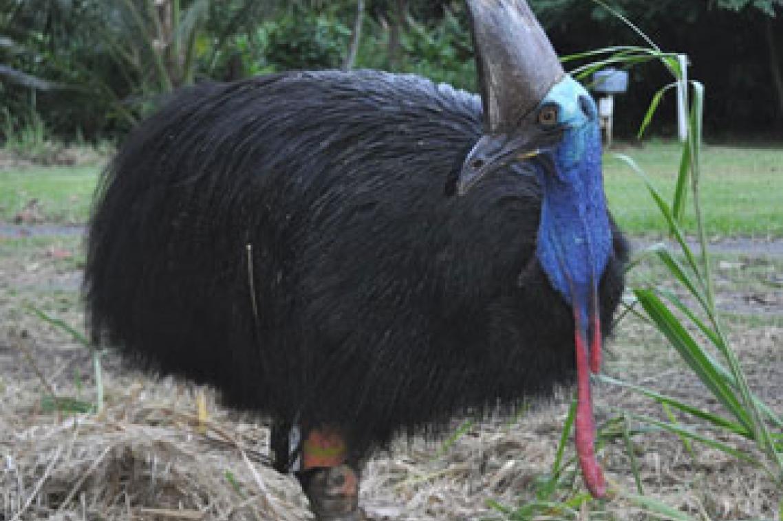 Female cassowary with satellite transmitter on her upper leg.
