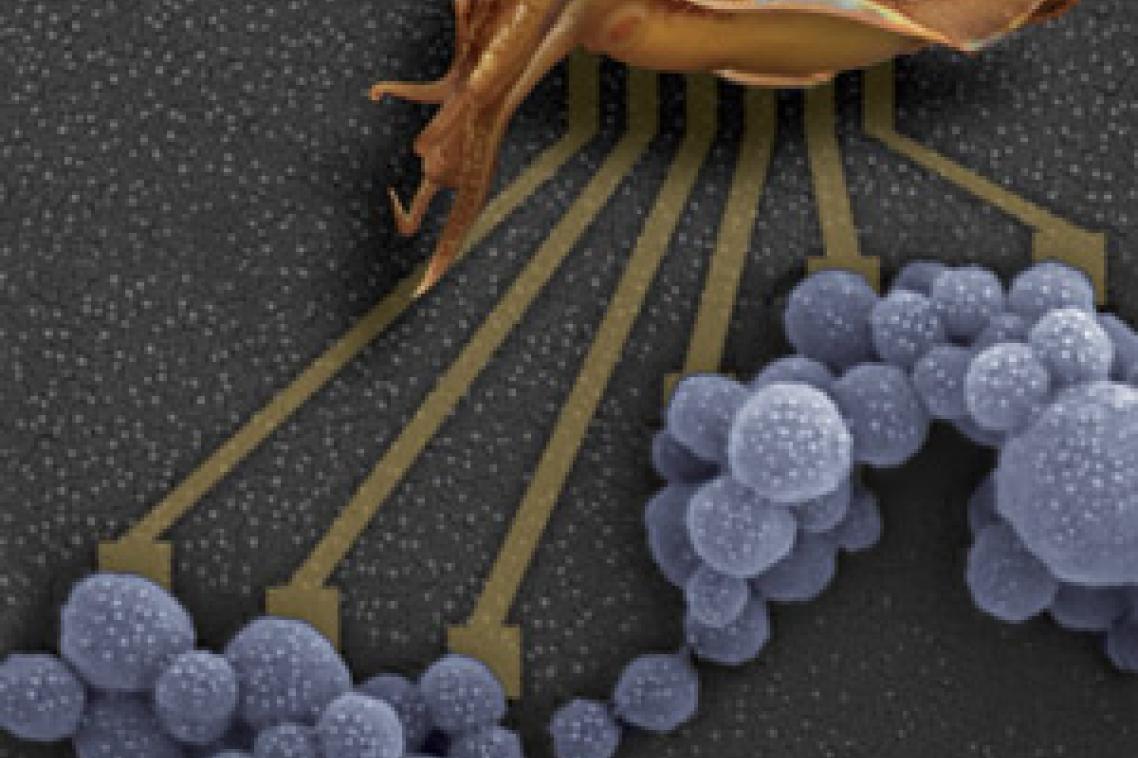 Natural melanins such as squid ink are being considered as new materials for bioelectronics. Credit: Dr Paul Schwenn