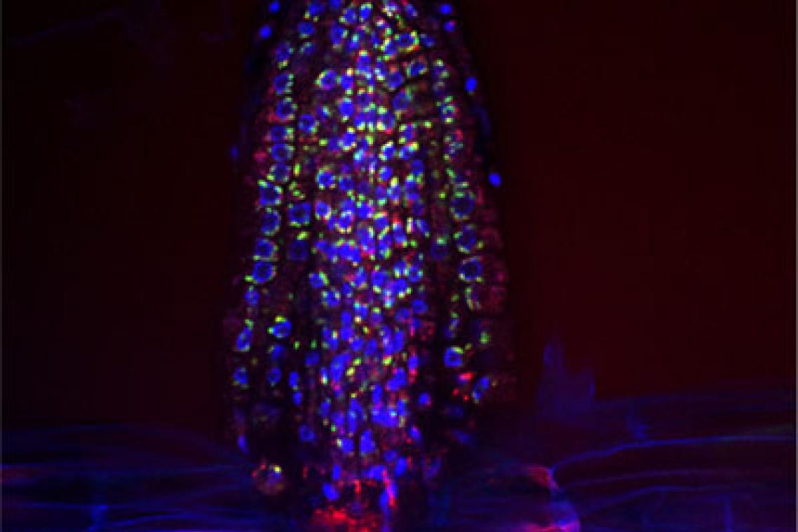A fluorescent micrograph capturing the presence of bacteria (shown in green) on the surface of
an emerging Arabidopsis lateral root (plant nuclei shown in blue). (Sarah Lebeis/University of North Carolina)
